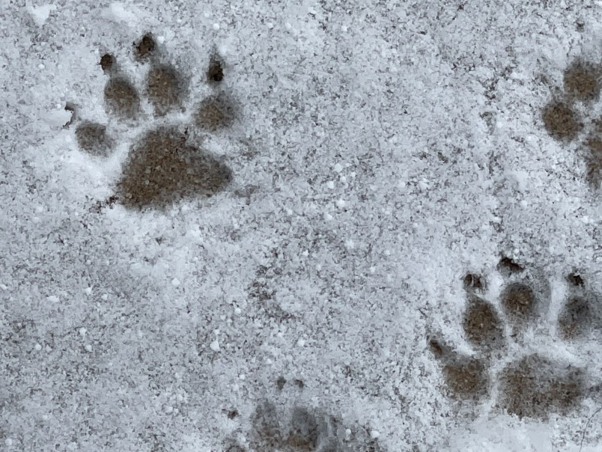 pfoetchen_im_schnee.jpg