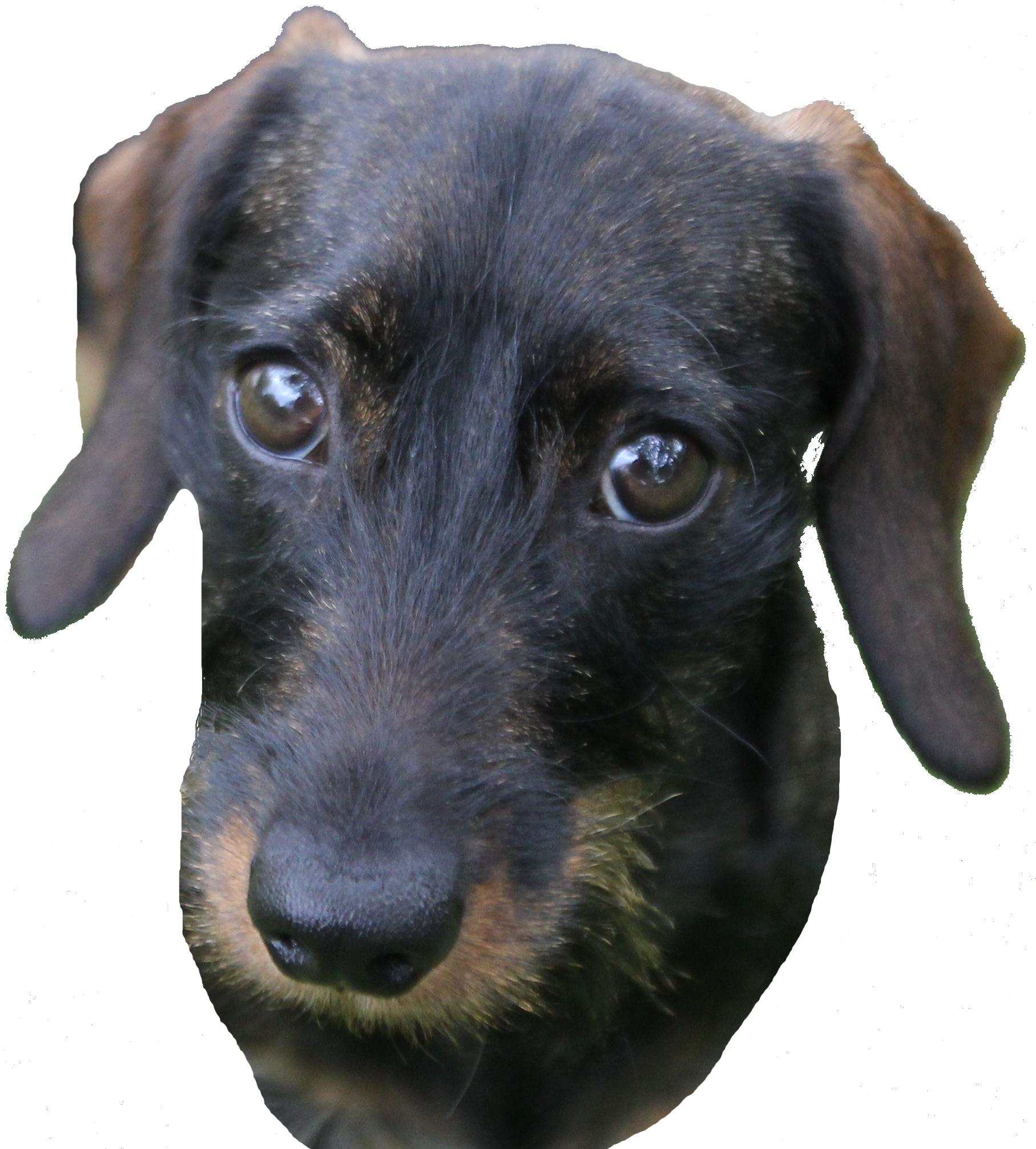 jette02.png